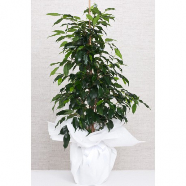 ficus benjamin Resim 1